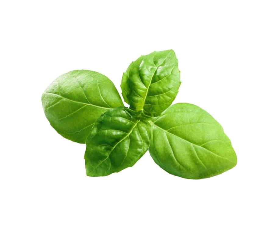 Millenium Basil Leaves
