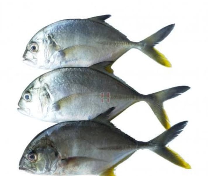 AJ Talakitok 500g