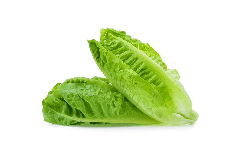 Millenium Romaine Lettuce