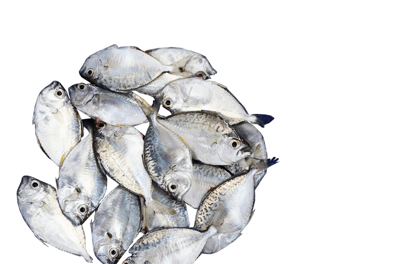 Sapsap per 500g